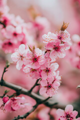 Fototapeta premium beautiful blossom tree, detail, tree with pink flowers, close up, natural light, bokeh style