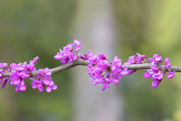 Cercis chinensis in full bloom - 793852738