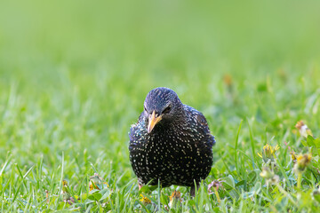 curious starling in breeding plumage - 793852767