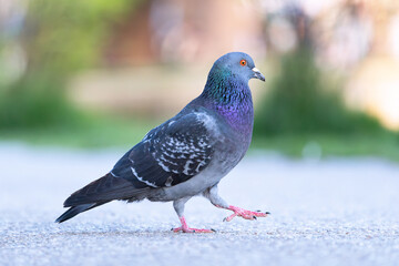 proud pigeon walking on park alley