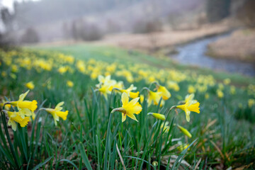 yellow daffodil flowers near river