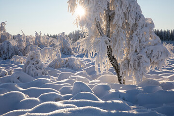 heavy frost on birch tree in winter