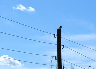 A magpie sitting on the top of a wooden power pole against a blue sky background