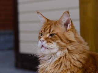 A portrait of a ginger Maine Coon cat outdoors