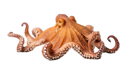 Octopus isolated on transparent or white background.
