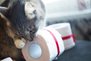 Little cat playing with toilet paper roll. Covid19 concept. Quarantine concept