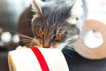 Little cat playing with toilet paper roll. Covid19 concept. Quarantine concept.