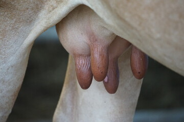 close up of a udder of cow