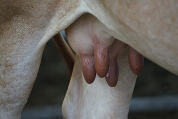 close up of a udder of cow