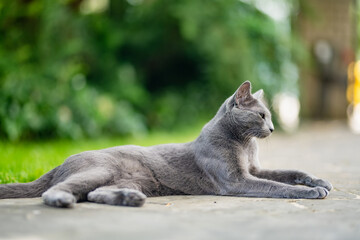 Young playful Russian Blue cat relaxing in the backyard. Gorgeous blue-gray cat with green eyes having fun outdoors in a garden or a back yard.