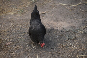 Chicken looking for food in the farm