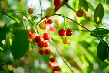 Ripening cherry fruits hanging on a cherry tree branch. Harvesting berries in cherry orchard on summer day.