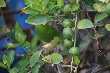 lime or lemon fruit on tree
