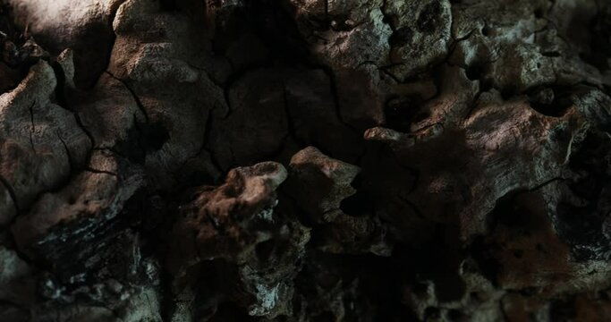 Pocked Tree Bark with Fungal Growth. Close-up, shallow dof.