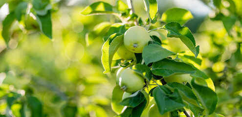 Ripening apples on apple tree branch on warm summer day. Harvesting ripe fruits in an apple orchard. Growing own fruits and vegetables in a homestead.