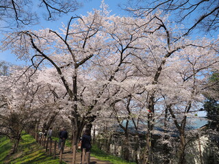 山形県　霞城公園の桜