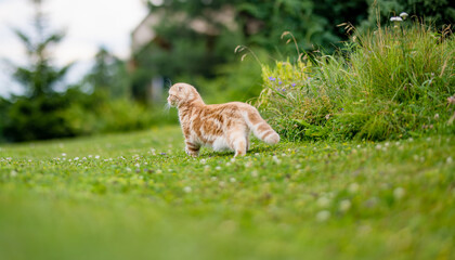 Young playful red Scottish Fold cat relaxing in the backyard. Gorgeous striped peach cat with yellow eyes having fun outdoors in a garden or a back yard.