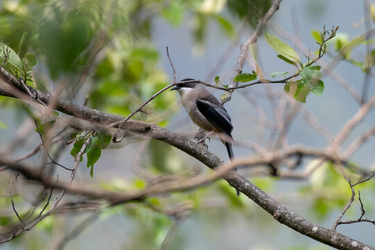 grey sibia or Heterophasia gracilis observed in Khonoma in Nagaland, India