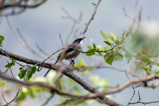 grey sibia or Heterophasia gracilis observed in Khonoma in Nagaland, India