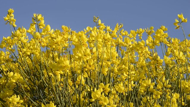gorse flowers waving in the wind 