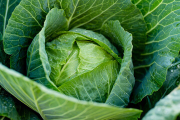 Fototapeta na wymiar Fresh organic cabbage head growing in the garden. Growing own fruits and vegetables in a homestead.
