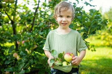 Cute toddler boy helping to harvest apples in apple tree orchard in summer day. Child picking fruits in a garden. Fresh healthy food for kids. - 793869790