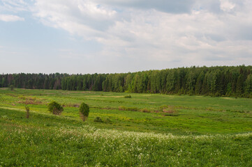 Country landscape, large green meadow in front of coniferous forest, sunny day