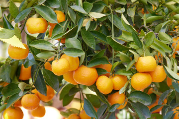ripe tangerine on tree