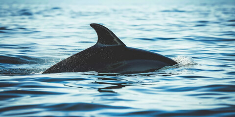 Obraz premium Close-up of dolphin's fin breaking the surface of the water.