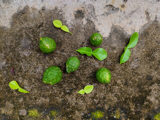 several kaffir limes and their leaves on the floor