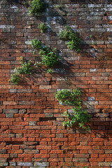 Alcune piante crescono fra i mattoni di un muro a Venezia