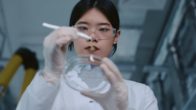 Low angle rack focus shot of Chinese female biologist holding petri dish in laboratory, picking up green sprouts growing in substrate, using tweezers, and carefully inspecting them