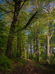 Wechselhaftes Wetter, Sonne oder Regen, frischer Buchenwald