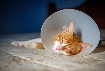 Sick orange cat  in the room with Elizabethan plastic collar or cone collar prevent him scratch his...