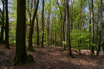 Fototapeta premium Wechselhaftes Wetter, Sonne oder Regen, frischer Buchenwald