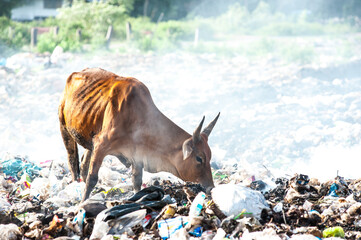 Cows feed on garbage heaps. - obrazy, fototapety, plakaty