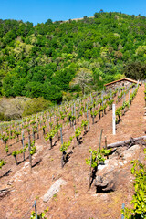 vineyard of Ribeira Sacra,Galicia,Spain - 793884903