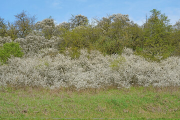 Schlehenhecke in Blüte