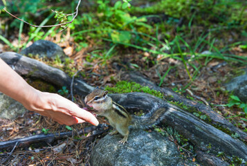 A striped Asian chipmunk (Lat. Eutamias sibiricus) eats pine nuts from the hands of tourists in the Tunkinsky Natural Park near the Arshan resort in Buryatia, Baikal region