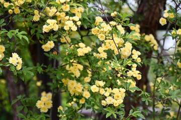 キモッコウバラ