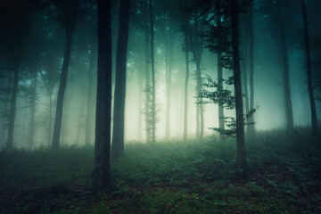dark fantasy woods landscape in fog