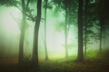 magical green forest in the morning
