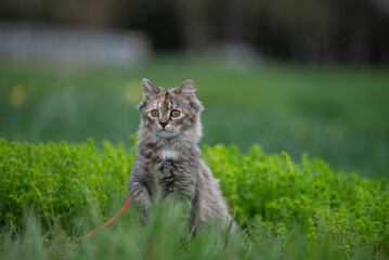 Un chat de race angora dans une prairie