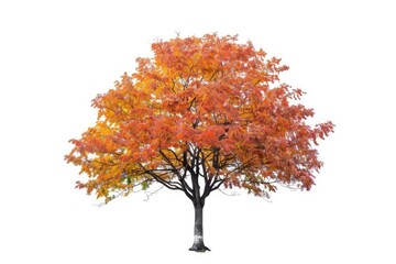 Orange leaves Oak tree in the Autumn isolated on white background