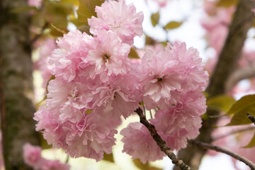 Pink delicate flowers of Japanese cherry blossom, close-up