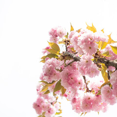 Pink delicate flowers of Japanese cherry blossom, copy space for text