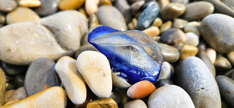 Velella velella on a pebble beach in Nice France Cote d'Azur Promenade des Anglais La v&eacute;lelle (Velella velella) est une esp&egrave;ce de cnidaire (hydrozoaire) p&eacute;lagique