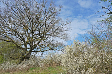 Schlehenblüte