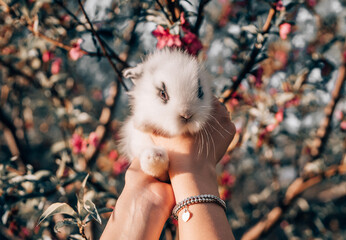 Cute little baby rabbit in hands on blooming spring tree background. Easter bunny symbol.