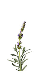 Fototapeta premium Lavender (Lavandula sp) flowers used in cosmetic and perfurmery as well as in ornamental plant in gardens